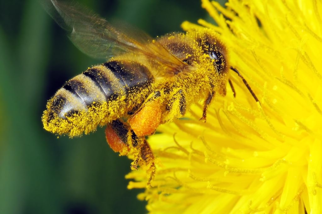 Apis mellifera Linnaeus, 1758